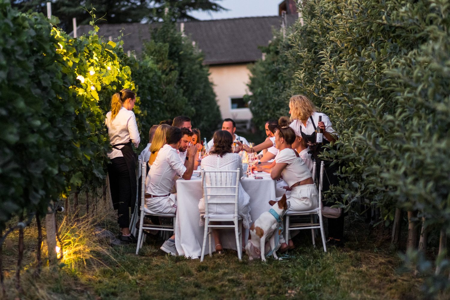 Dinner in the vineyards